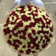 201 красно-белая роза