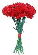 Красные гвоздики